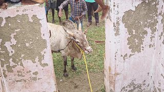 Jallikattu 2024  ஜல்லிகக்ட்டு2024ல் பயிற்சி எடுக்கும் காளைகள் மற்றும் Videos 04 [upl. by Salvidor883]