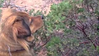 Rajah picking manzanita berries [upl. by Nadnarb]