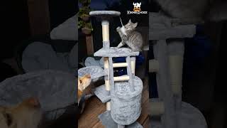 Cat tree and playhouse grey cat cattree catplaying catfurniture catlover cattoys vikingchoice [upl. by Acireit348]