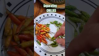 Separating chillies quotPhilAm Country Livingquot [upl. by Chanda]