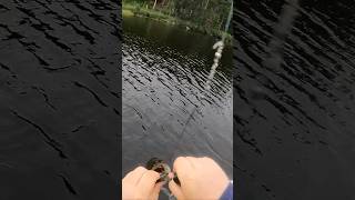 Little Smallmouth eats Muskie Bait fishing [upl. by Nivan699]