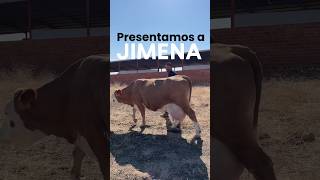 Nuestra vaca lechera es toda una influencer 😎Conoce su función en la granja vidaenelcampo vacas [upl. by Lovmilla415]