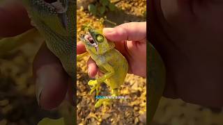 I found a chameleon lying unconscious in the jungle youtubeshorts babyanimals sort [upl. by Micah476]