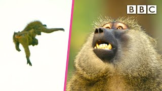 This baboon troop has a dramatic exit to safety 😲 Serengeti II  BBC [upl. by Natsirhc114]