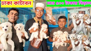 মাত্র ৫০০ টাকায় বিড়াল 💥  Cat price in Bangladesh  Pet market in Bangladesh  Pets vlog bd [upl. by Aicinad611]