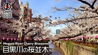 【中目黒の桜】人気スポットの目黒川沿いを花見散歩 2024｜東京散歩 [upl. by Pam]