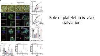 Role of platelets in invivo sialylation Code 691 [upl. by Hakym]