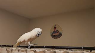 Cockatoo Dramatic Conversation 🙄 [upl. by Refotsirhc]