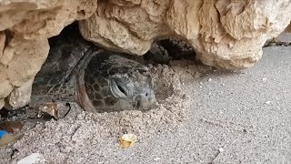 Rescue Sea Turtle Trapped under Rock [upl. by Boone92]