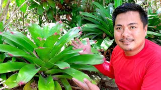 BROMELIAD PLANT CARE  bromeliad care tips  giant bromeliad  house plants [upl. by Kata]