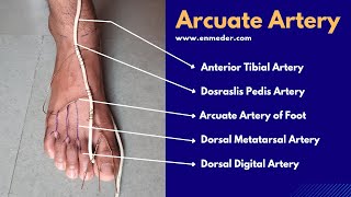 Dorsalis Pedis Artery 33  Arcuate Artery of Foot  The Charsi of Medical Literature [upl. by Icyak544]