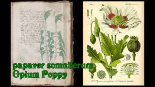 Plants of the Voynich Manuscript 21r thru 30v [upl. by Glendon731]