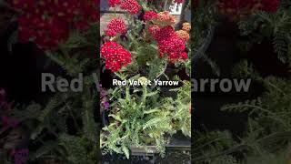 Red Velvet Yarrow One Gallon Size at HH Plant Nursery [upl. by Hutton943]