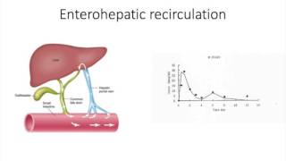 Lecture 92 Biliary excretion [upl. by Anhavas110]