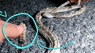 🐉 ENCONTRE UNA SERPIENTE CON JON 🐍  Dororock [upl. by Aurelia]