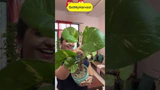 7 Plants with Big Leaves  बड़े पत्तों वाले पौधे shorts [upl. by Yrelbmik]