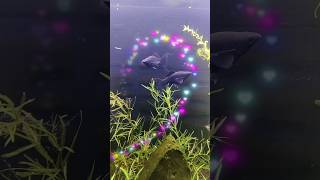 Adding New Black Molly Fish to My Aquarium  Aquarium Guru Pet Shop Visit [upl. by Avril]