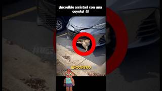 ¡Rescata a una Coyote y Ella Regresa🐺 historiasincreibles coyote rescateanimal [upl. by Annazus]