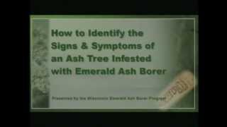 Recognize an Emerald Ash Borer Attack [upl. by Jasmina]