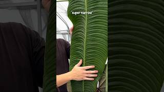 KING Anthurium veitchii ’Super narrow’  Plant profile [upl. by Rol]