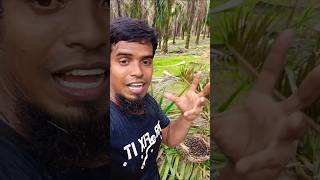 What do we do wrong when harvesting palm fruitviralshortfishingpalmgardenmalaysiafarmingpalm [upl. by Ayetal]