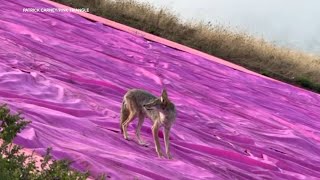 Coyote spotted visiting Pink Triangle at San Franciscos Twin Peaks [upl. by Aluino]