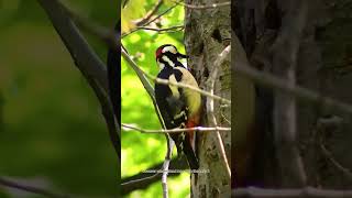 IvoryBilled Woodpecker [upl. by Lseil]