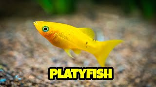 All You Need to Know About Platy Fish 🐟 how to breed platy complete guide [upl. by Limaa564]