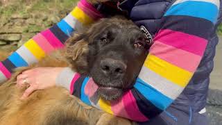 Cutest Leonberger Has a Loving Cuddle [upl. by Cruce]