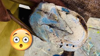 Horse Hoof Compilation  Horse Hoof Restoration  Hoof Trimming [upl. by Ingunna]