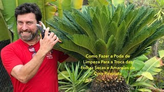 Como Fazer a Poda de Limpeza Para Troca das Folhas Secas e Amarelas da Cyca Revoluta [upl. by Amsab584]