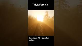 Taiga forests is the worlds largest terrestrial biome animals natureloversnature adventure [upl. by Dodie]