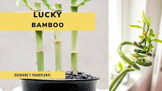 Características y cuidados del Lucky Bamboo 🎍​🌱​ ¡No es bambú real ​😮​ Jardinatis [upl. by Martino]