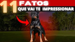 ROTTWEILER 11 FATOS QUE VAI MEXER COM SEU CORAÇÃO [upl. by Garges16]