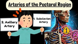 Subclavian Artery and Axillary Artery Explained Easy  Arteries of Pectoral Region [upl. by Colpin]