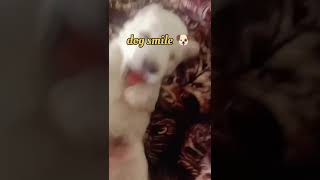 Dog smile 😁 new dog 🐕dog doglover 40000 ka dog [upl. by Yorgos]