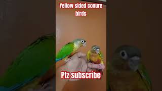 Yellow sided conure birds  full hand tame parrot viralvideo youtubeshorts [upl. by Elinet]