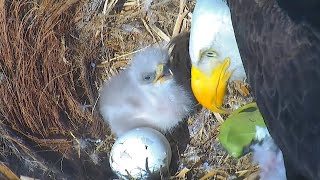 Captiva Eagles  Egg 2 has a PIP ❤️🥳CE11 is on its way to HATCH🐣  1017 AM  20231219 [upl. by Verda]