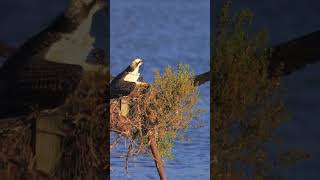 HDR🦅 Osprey Family Update  a Miss and a near Miss ospreys wildlife nature [upl. by Moshell]