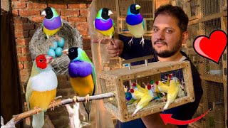 Gouldian finch successful breeding method tips Attercliffe Beautiful Colourful Hsn Entertainment [upl. by Nnoj]