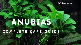 ANUBIAS PLANT FULL CARE GUIDE  ANUBIAS GUIDE FOR BEGINNERS [upl. by Dietsche]