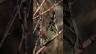 RubyCrowned Kinglet Calling Sounds [upl. by Lenox]