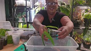 💚 Anthurium seedling Repot Uppotting for bigger GROWTH 📢 FILMED 3 MONTHS AGO MAY 2024 [upl. by Ivor]