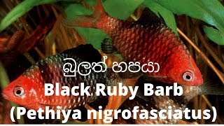 Bulath Hapaya  බුලත් හපයා  Black Ruby BarbPethiya nigrofasciatus [upl. by Rawdin64]