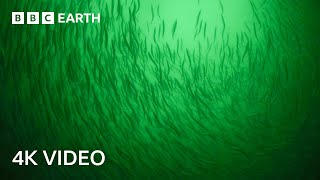 In Search of Herring Shoals  North Atlantic  4K UHD  BBC Earth [upl. by Giraldo730]