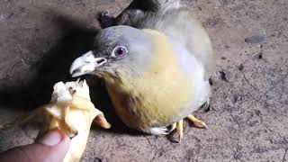 Feeding yellowfooted green pigeon Treron phoenicopterus [upl. by Salkin]