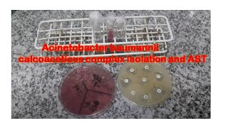 Acinetobacter isolation and its Antimicrobial Sensitivity Testing [upl. by Genie]