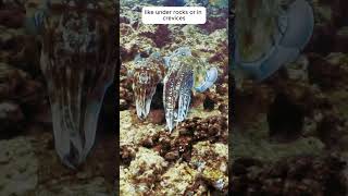 The Life of Cuttlefish Mating Eggs and Baby Cuttlefishquot facts marinelifewonders [upl. by Aelhsa]