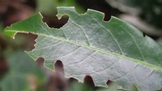 DickmaulrüsslerLarven mit Nematoden erfolgreich bekämpfen [upl. by Laurance]