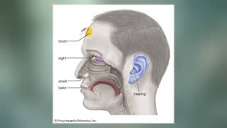 Vomeronasal Organ [upl. by Irap]